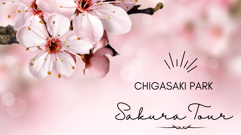 Sakura Tour: Chigasaki Park